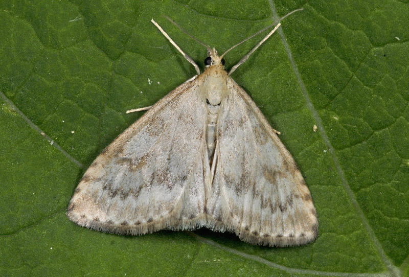 Alcune specie da Vezza d''Oglio